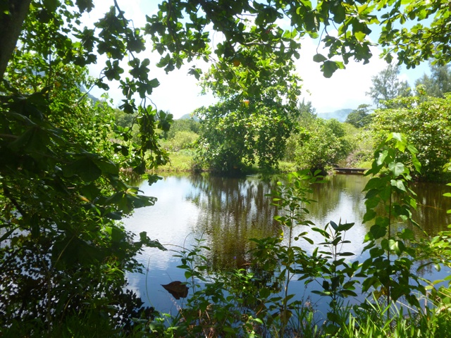'Nature Seychelles' seeks help to prevent highway flooding