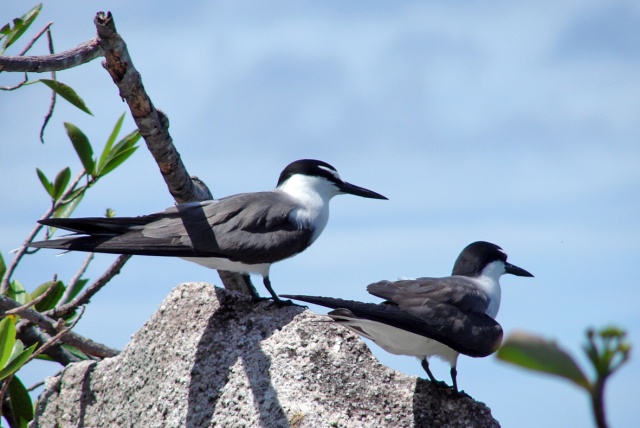 Seabird recaptured on Cousin Island sets longevity record