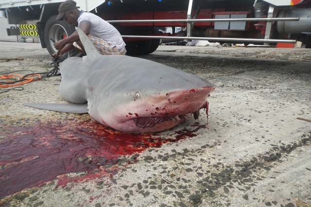Mesures de précaution contre la présence de requins près du port de Victoria