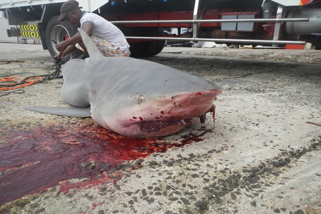 Mesures de précaution contre la présence de requins près du port de Victoria