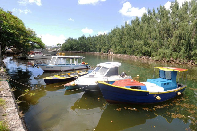 Des algues suspectes dans la zone du port de Victoria