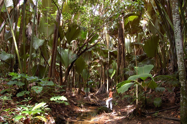 Islands in the spotlight - Seychelles Climate Change Ambassador speaks at UN biodiversity event