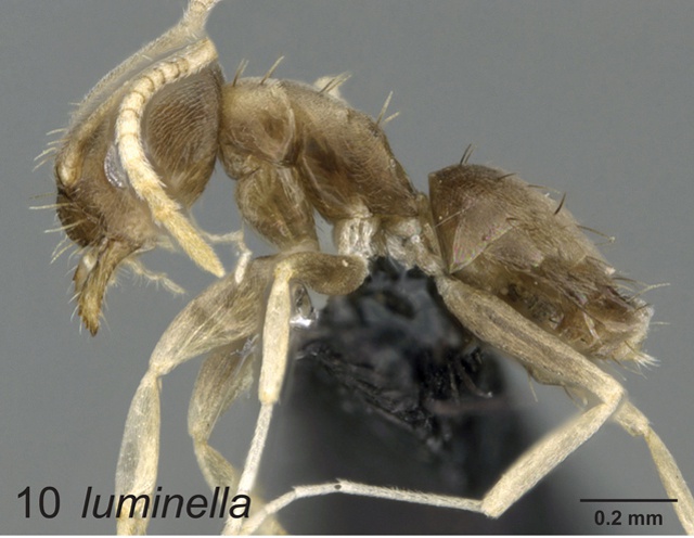 Two new species of ant discovered in Seychelles