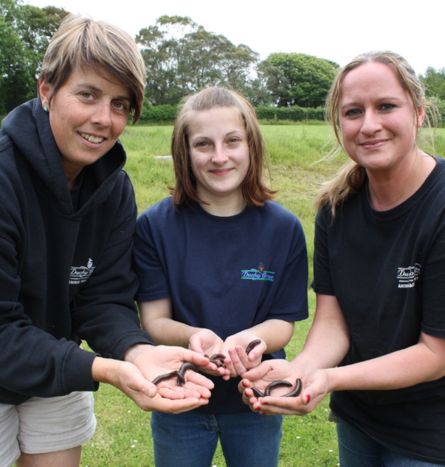 British researchers successfully breed threatened Seychelles giant millipedes