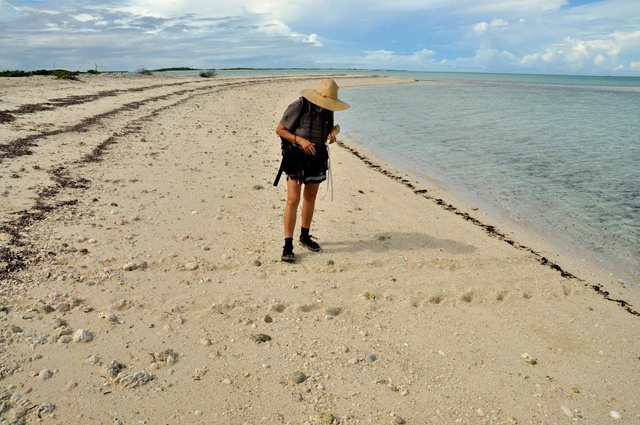 Cosmoledo is 'generally healthy'! Island Conservation Society conducts studies on Seychelles atoll