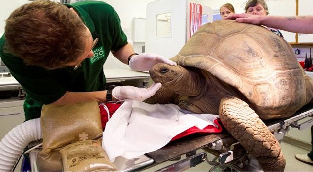 Bristol Zoo treats Helen the Aldabra giant tortoise for nasal infection