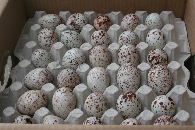 Les œufs d’oiseaux des Seychelles, prochaine cargaison à la mi juillet