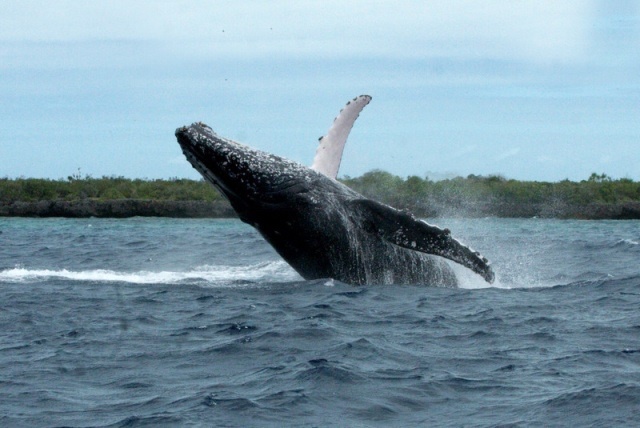 Don’t pooh-pooh this research! Scientists say whale excrement could save the planet