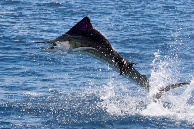 Seychelles Sports Fishing - Sailfish Tournament targets big game in addition to being conservation minded