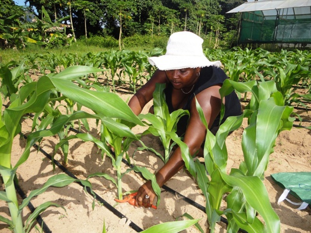 La sécurité alimentaire, les Seychelles préparent un plan de développement de l’agriculture en 5 ans.