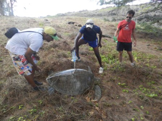 Tourists on holiday in Seychelles hailed as conservation heroes as they spot trapped turtle in need of help on Silhouette