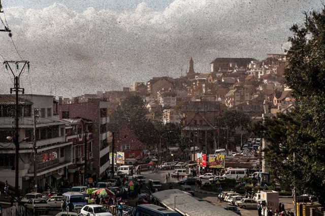 La capitale de Madagascar envahie par les criquets