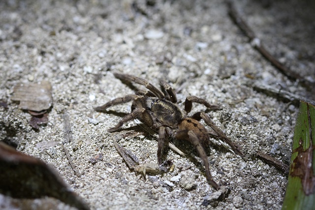 Meet the tiny tarantula – endemic spider discovered on Seychelles island of Fregate