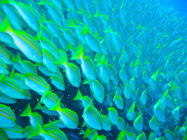 Seychelles forms part of National Geographic’s plan to protect the world’s last untouched ocean spaces