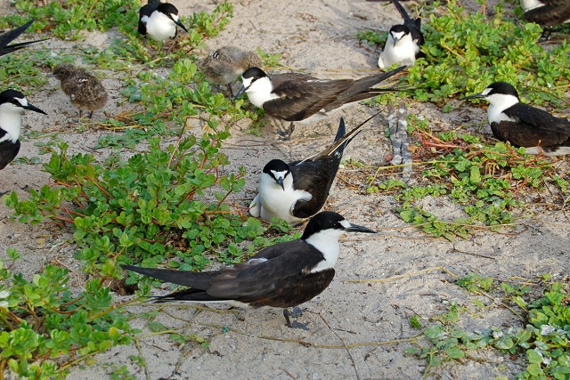 Sooty terns’ struggle for food leads to concern for nesting populations in Seychelles