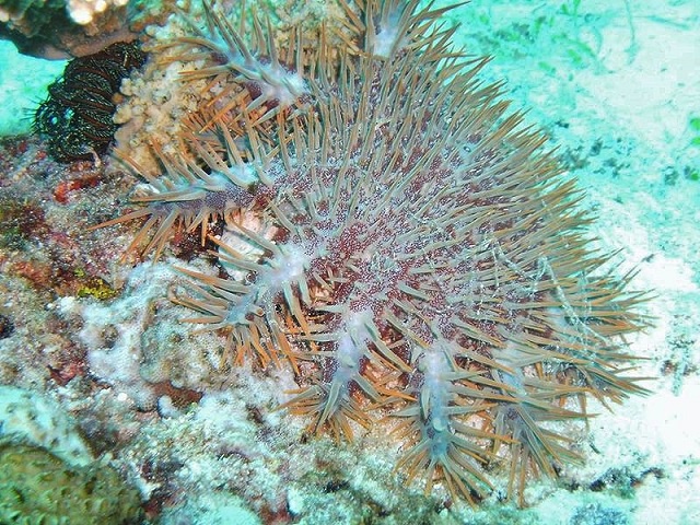 Outbreak of thorns! Venomous starfish threatens coral reefs in Seychelles