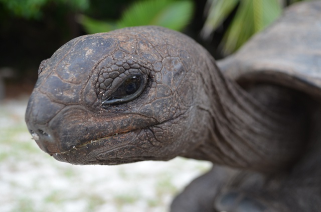 A giant panda case study for a giant tortoise in need of extra protection: Seychelles botanical gardens to learn from China