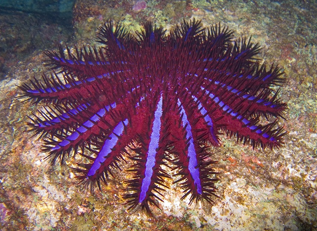 Seychelles must control crown-of-thorns starfish outbreak before coral reefs are decimated, says expert