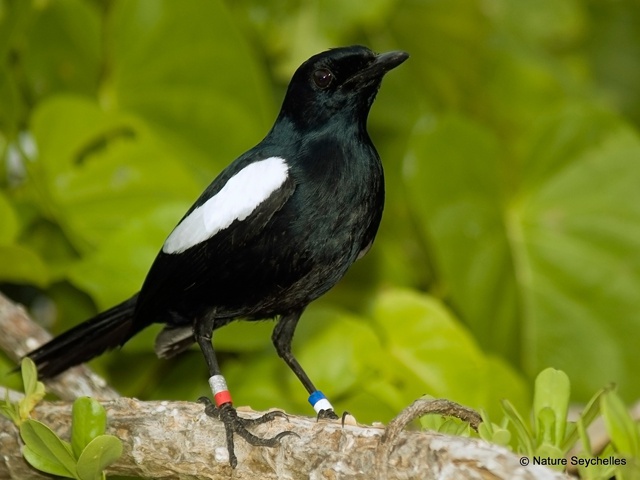 « Wildlife Vets International » veut aider les Seychelles à résoudre la maladie mystérieuse de la pie.