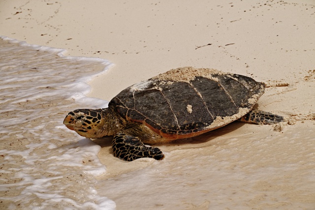 Des recherches révèlent l’un des secrets les mieux gardés sur les tortues des Seychelles