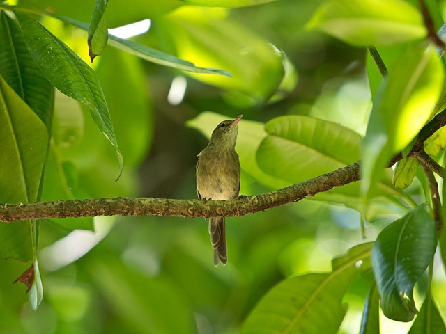 Les Seychelles parmi les 5 États insulaires qui œuvrent contre l’extinction de ses espèces endémiques