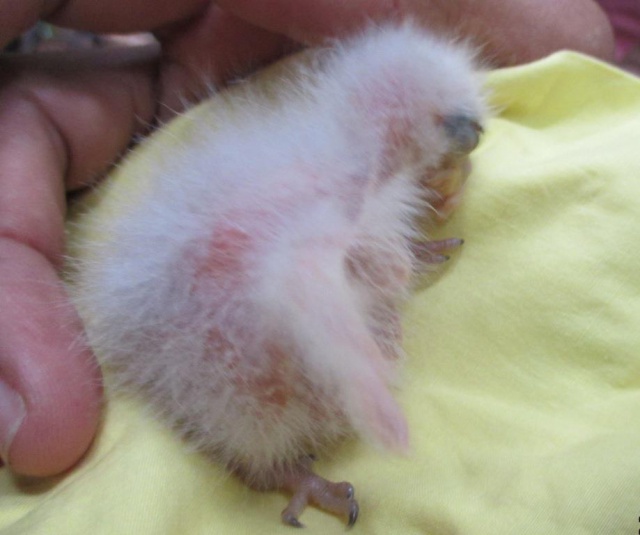 Count your chicks! Endemic Seychelles Black Parrot hatchlings bring hope for vulnerable species