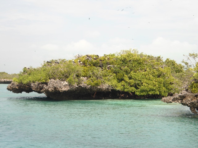 À la découverte d’Aldabra, atoll des Seychelles, pour sa faune et sa flore unique
