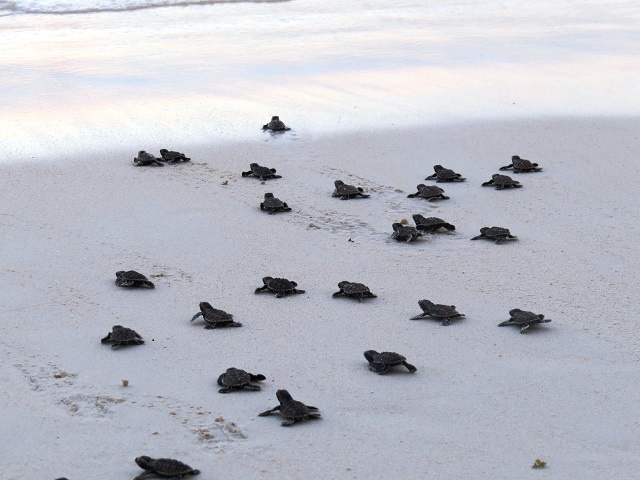 A box full of babies! Seychelles' tiny turtles are helped into the sea on Praslin Island