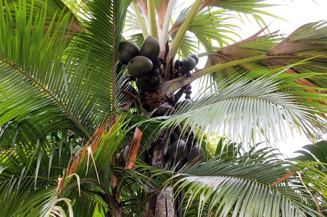 Caught in the act! First Coco-de-Mer poachers of the year arrested in Seychelles