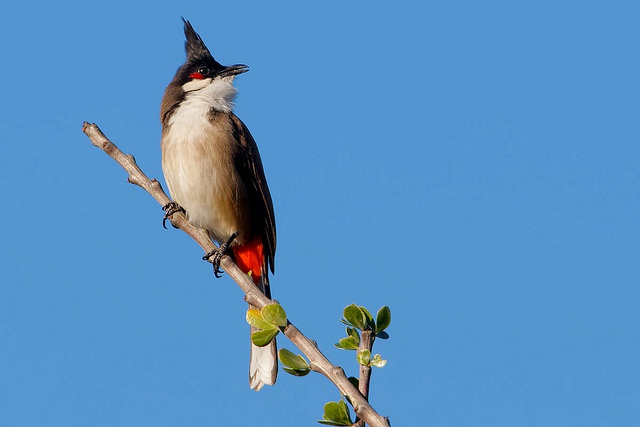 Eradication success – Seychelles wins war against invasive red-whiskered bulbul