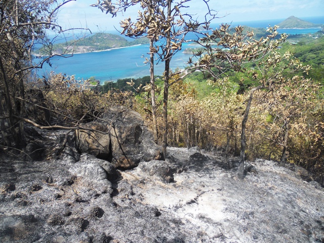 Des palmiers endémiques des Seychelles partis en feu dans l’incendie de Port Glaud