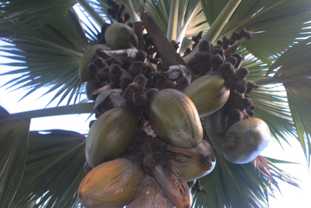 Le coco de mer qui pousse naturellement aux Seychelles, livre quelques un de ses secrets