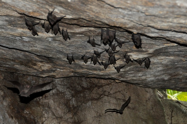 Living on the edge: Conservationists helping the Seychelles sheath-tailed bat to fight for survival