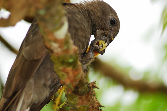 British researcher's genetic study highlights urgency of saving endemic Seychelles Black Parrot