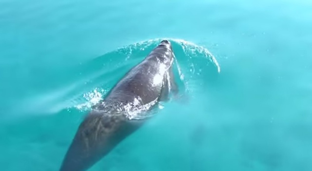 A creature of mystery – rare dugong is sighted in Seychelles at Aldabra