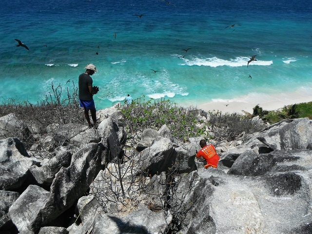 Aride versus invasive ants! Seychelles island gets tough on notorious big-headed ants