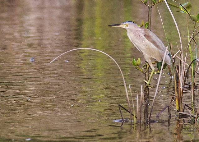 Sauver le Butor Jaune des Seychelles - C'est l'appel d'Adrian Skerrett qui est un grand passionné d'oiseaux