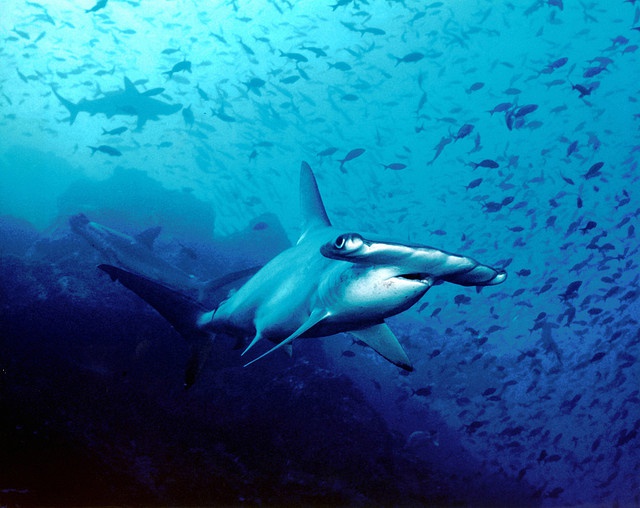 Seychelles’ shark exports under the spotlight as study on hammerhead shark fishing is launched