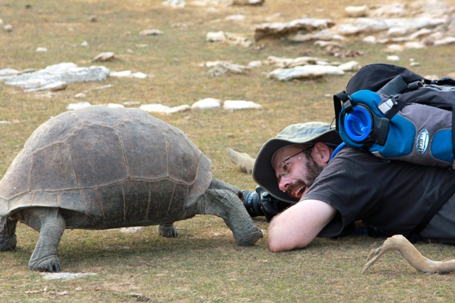 Fearsome predators - if only they moved faster! 8 facts you never knew about giant tortoises