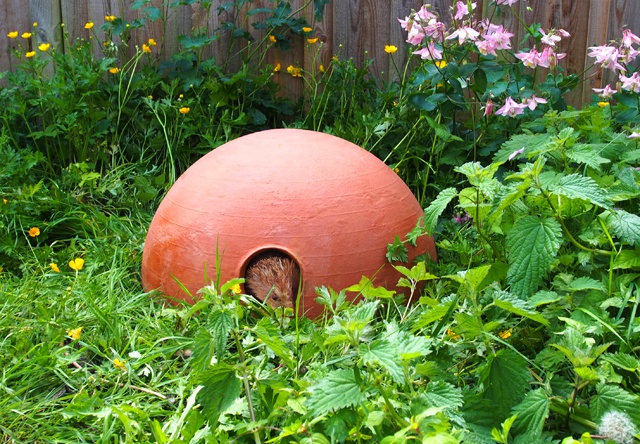 Little homes for 'hogs': can Seychelles design student’s invention save the British hedgehog?