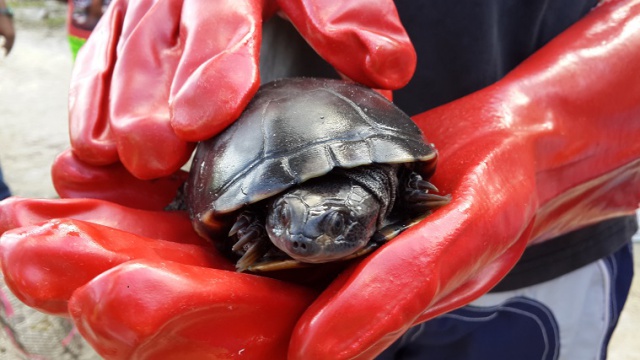 Tiny turtles: local children help protect Seychelles endangered freshwater turtles ahead of bridge construction