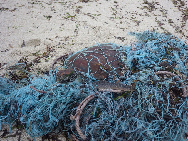 Chanceuse d’avoir échappé à un « filet fantôme » : les agents de conservation des Seychelles ont sauvé la vie d’une tortue marine