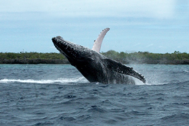 Whale, I’ll be! First humpbacks of the season spotted off Seychelles atoll of Aldabra