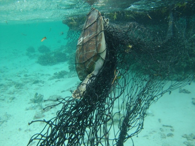 Une ONG va militer pour que l’industrie de la pêche contribue au nettoyage des DCP échoués dans les eaux des Seychelles