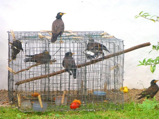 Myna free! Denis island eliminates bird predator to protect endemic birds of Seychelles