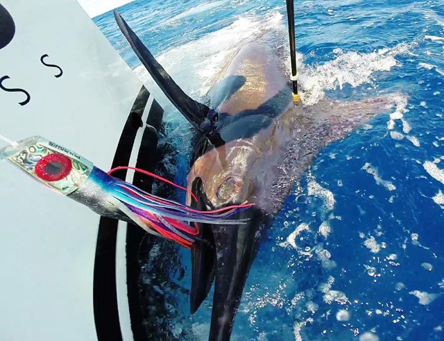 Catch, tag and release: Seychelles sports fishing club and fishing authority join hands to preserve billfish populations