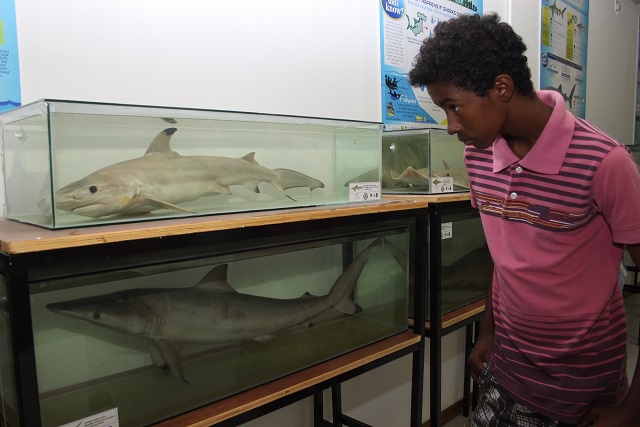 Sharks on display at Seychelles’ museum