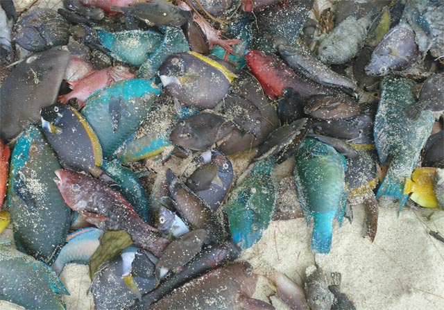 Des planctons toxiques responsables de la mort des poissons aux Seychelles