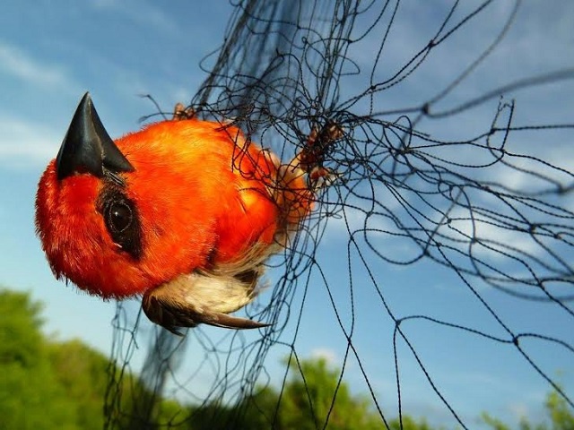 L’espèce envahissante du Foudi rouge serait éradiquée d'Assemption île des Seychelles