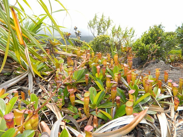 La population de la sarracénie des Seychelles est estimée à environ mille.